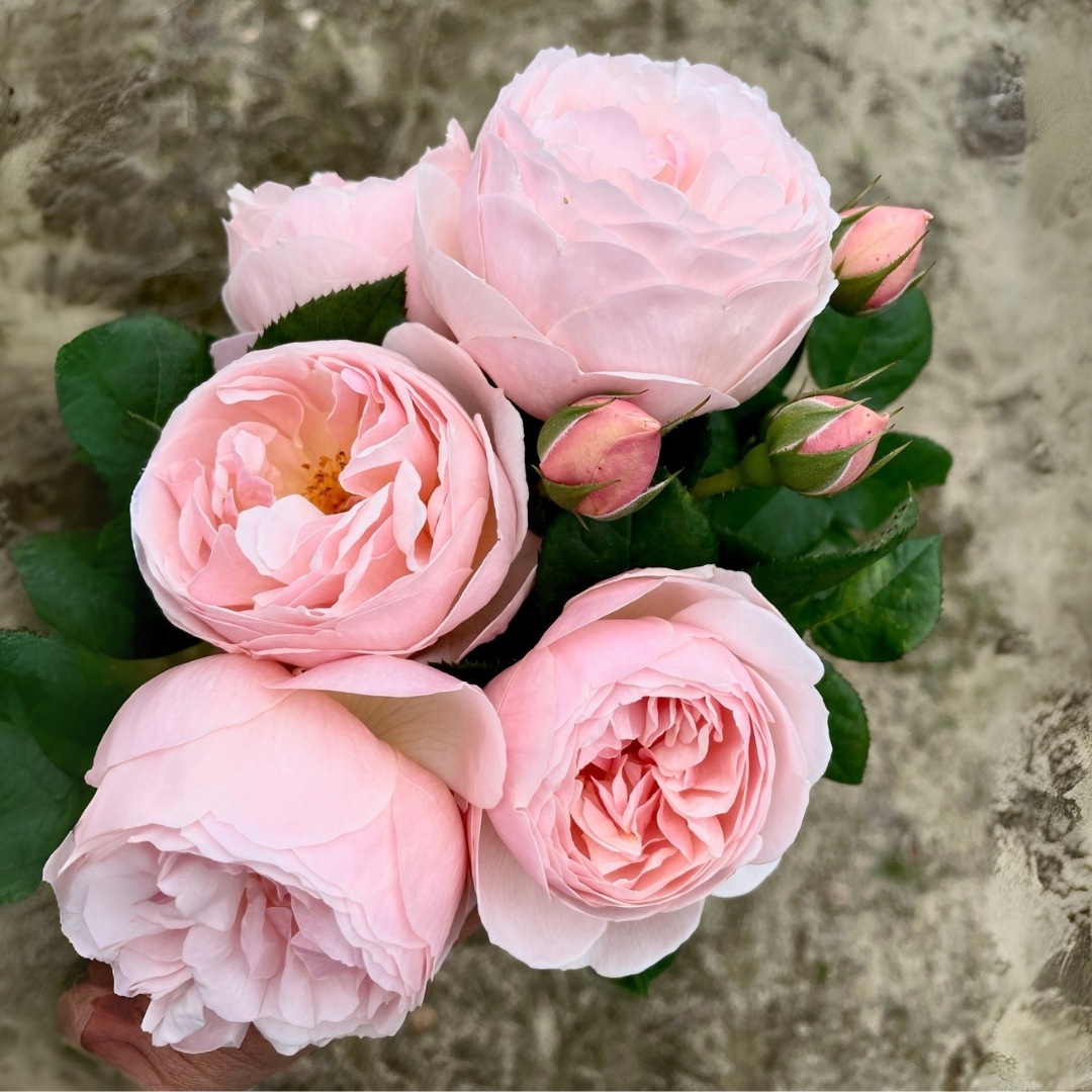 バラ苗 予約大苗 2026 ギヨーNo.1（ラ・プレミエール） Guillot No.1