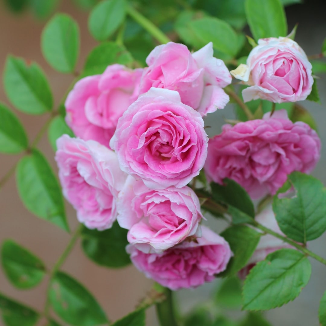 バラ苗 予約新苗 2026 ユキコ Yukiko 国産ノイバラ台木使用 | 予約新苗