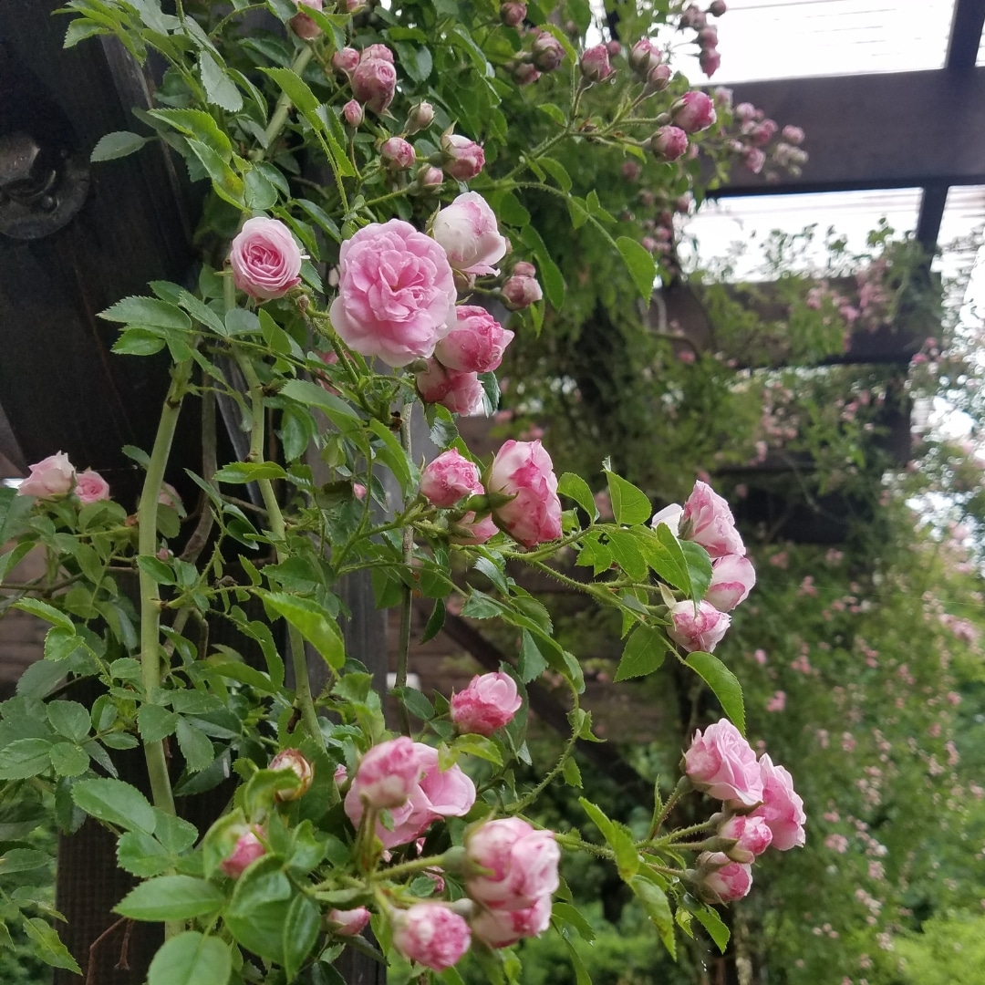 「ゆきこ」 切り花品種バラ苗　2点 バラ苗 予約新苗 2026 ユキコ Yukiko 国産ノイバラ台木使用