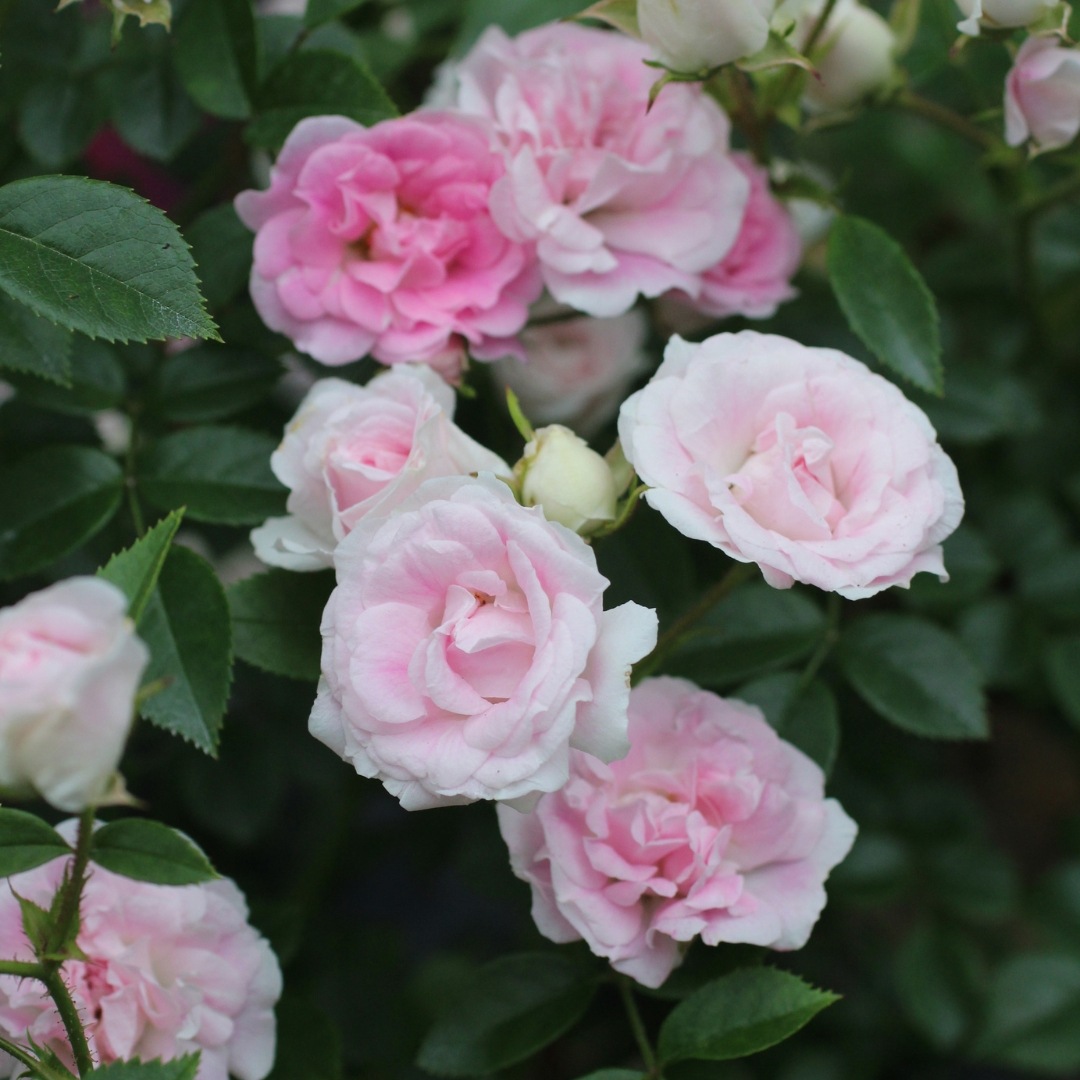 バラ苗 予約新苗 2026 ユキコ Yukiko 国産ノイバラ台木使用 | 予約新苗