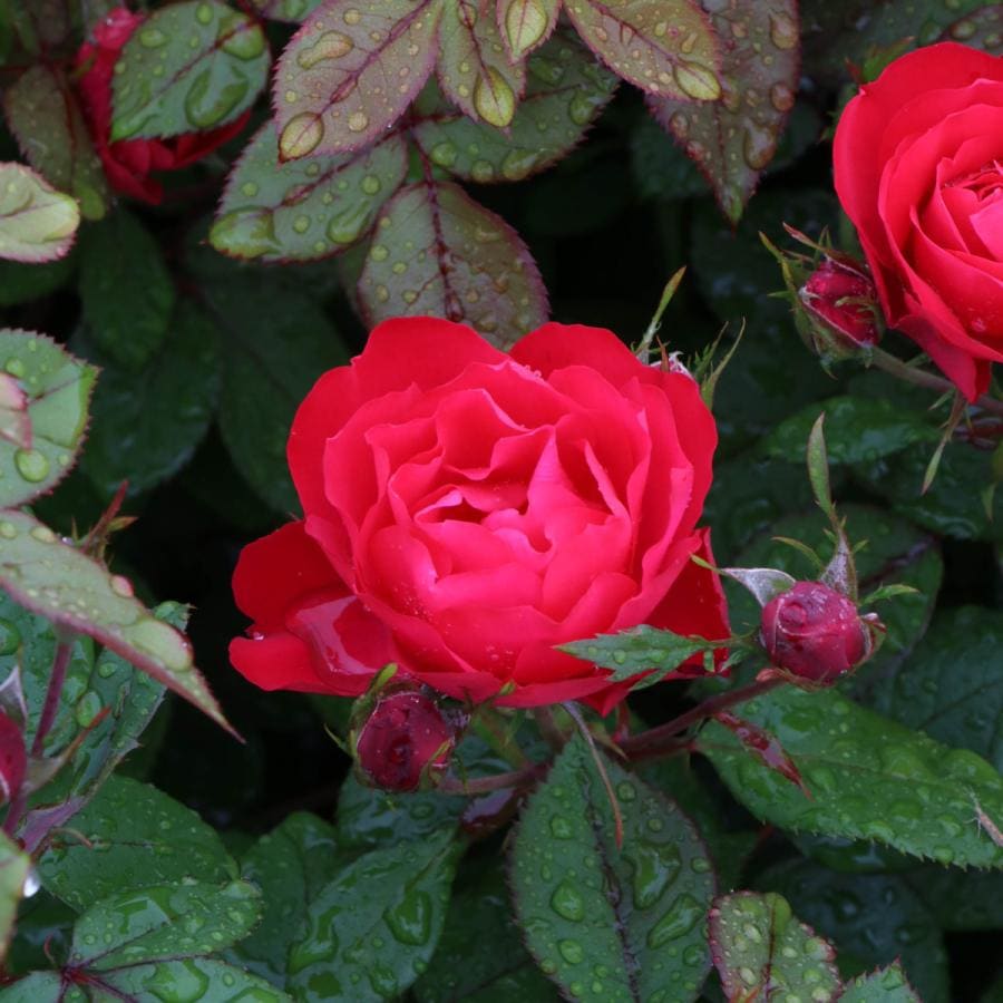 バラ苗 予約新苗 2026 チェリー ボニカ Cherry Bonica 国産ノイバラ台