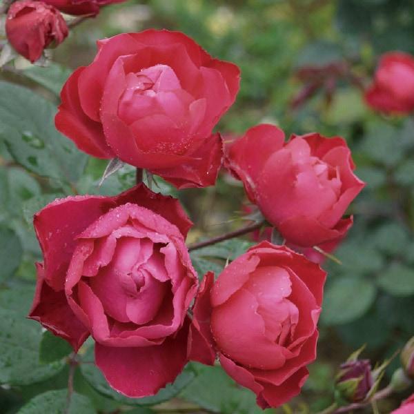 バラ苗 予約新苗 2026 チェリー ボニカ Cherry Bonica 国産ノイバラ台