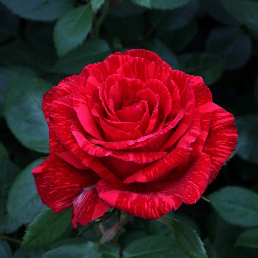 バラ苗 鉢植え6寸 2025 レッド インテューション Red Intuition