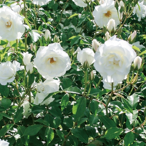 専用作ります☆コメント下さい✦バラ苗✦ꕥ。.予約ꕤ‿ꕤ.。 ♡KIRA様♡ご予約 バラ苗 坂野ガーデンオリジナルローズ | P's SHOP