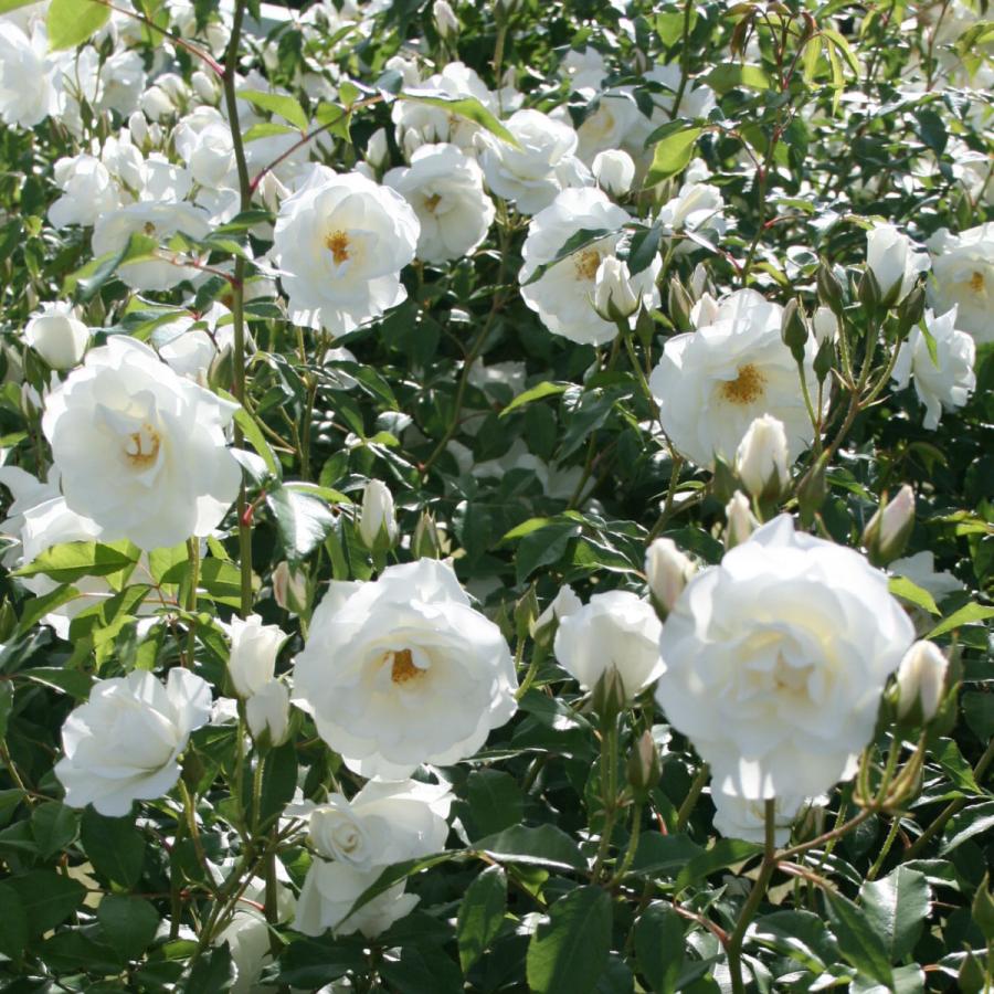 コメント下さい✦まずは2苗のみ☆バラ苗✦ꕥ。.予約ꕤ‿ꕤ.。 バラ苗 予約 スタンダードローズ 2026 真夜 Mayo 四季咲き 国産