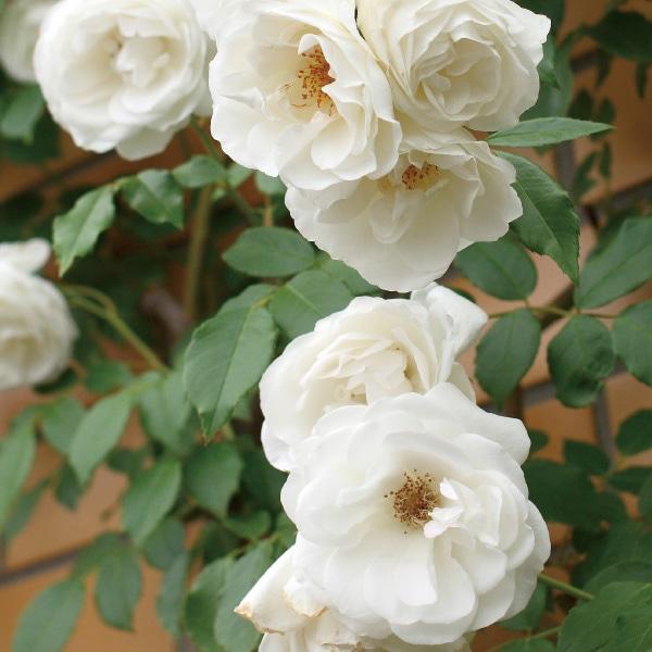 バラ苗 予約新苗 2026 つる アイスバーグ IcebergClimbing 国産