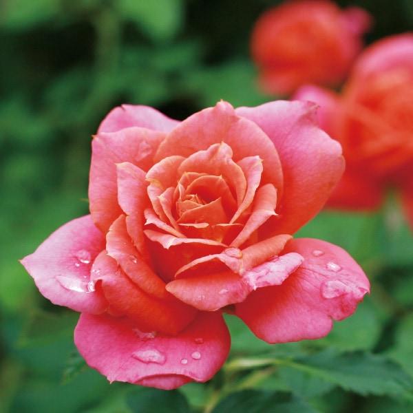 その他 rose バラ苗 予約新苗 2026 ディズニーランド ローズ Disneyland Rose 国産