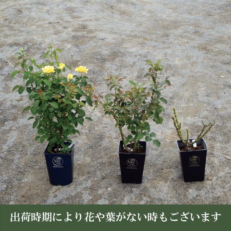 バラ苗 大苗 2026 玉鬘 たまかずら Tamakazura 国産ノイバラ台木使用