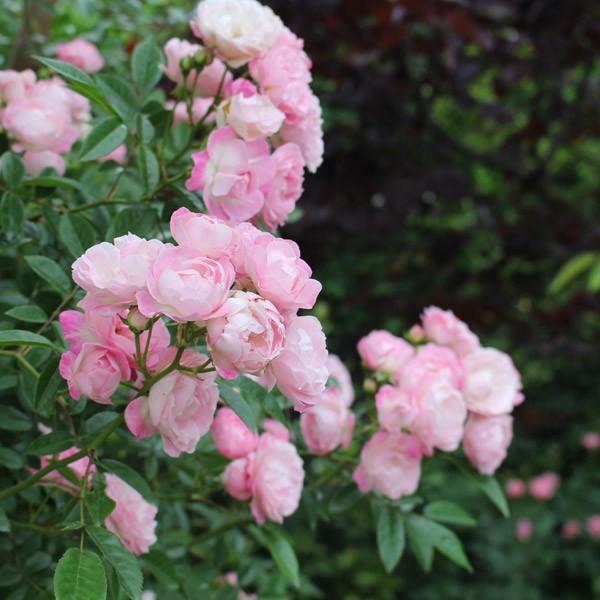 バラ苗 大苗 2026 玉鬘 たまかずら Tamakazura 国産ノイバラ台木使用