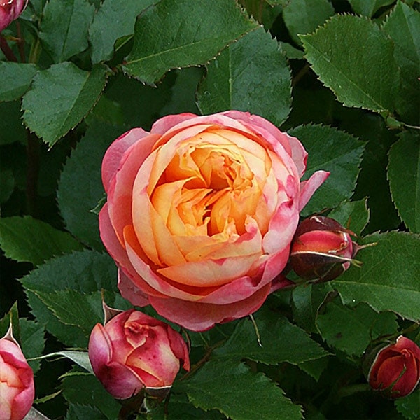 バラ苗 大苗 2026 ベビー ロマンティカ Baby Romantica 国産ノイバラ台