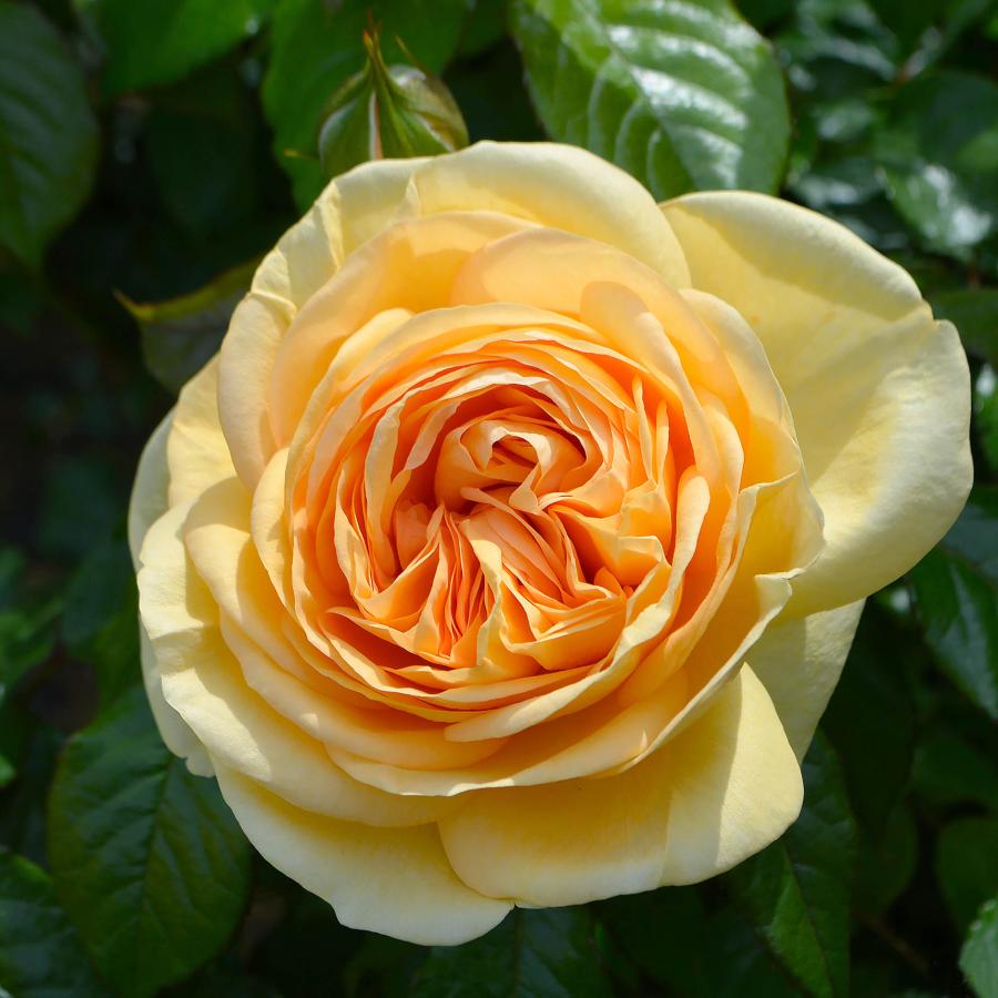 バラ苗 予約新苗 2026 ティップントップ Tip'n Top 四季咲き 国産