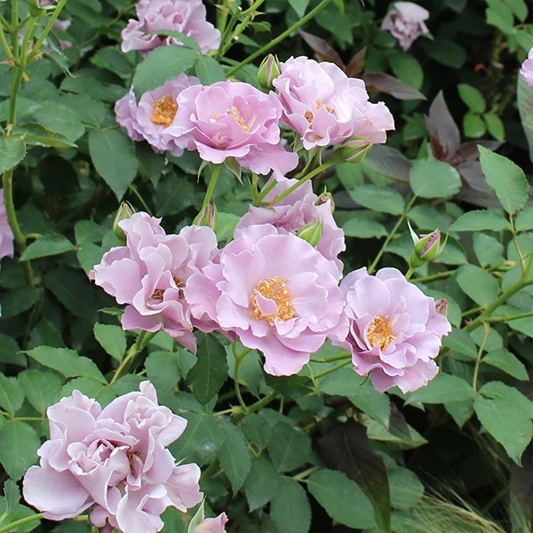 バラ苗 大苗 2026 トワイライト ヨコハマ 国産ノイバラ台木使用 | 大苗