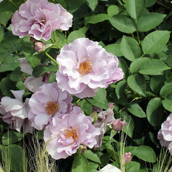 5_000000004405.jpg?1753158084