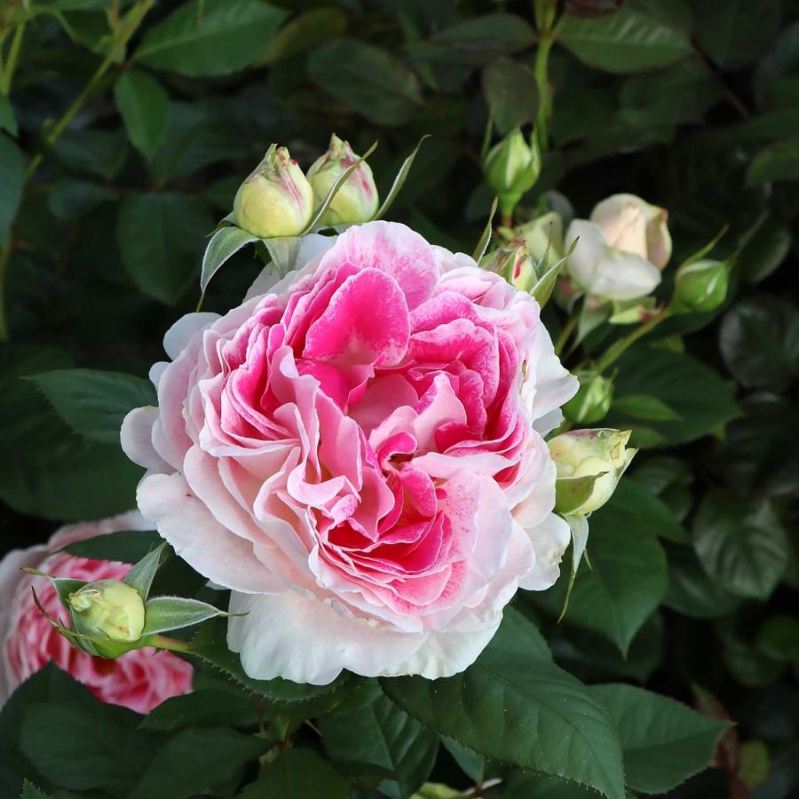 バラ苗 大苗 2026 ホリデー アイランド ピオニー Holiday Island Peony