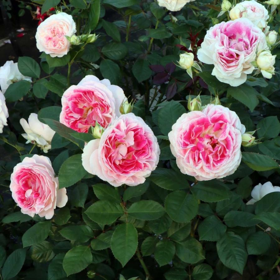 バラ苗 大苗 2026 ホリデー アイランド ピオニー Holiday Island Peony