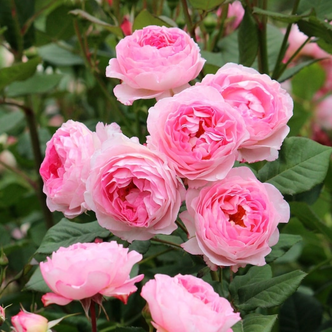 バラ売り可 レアデック 9c5d1f29576b86112f3587e23c12eb