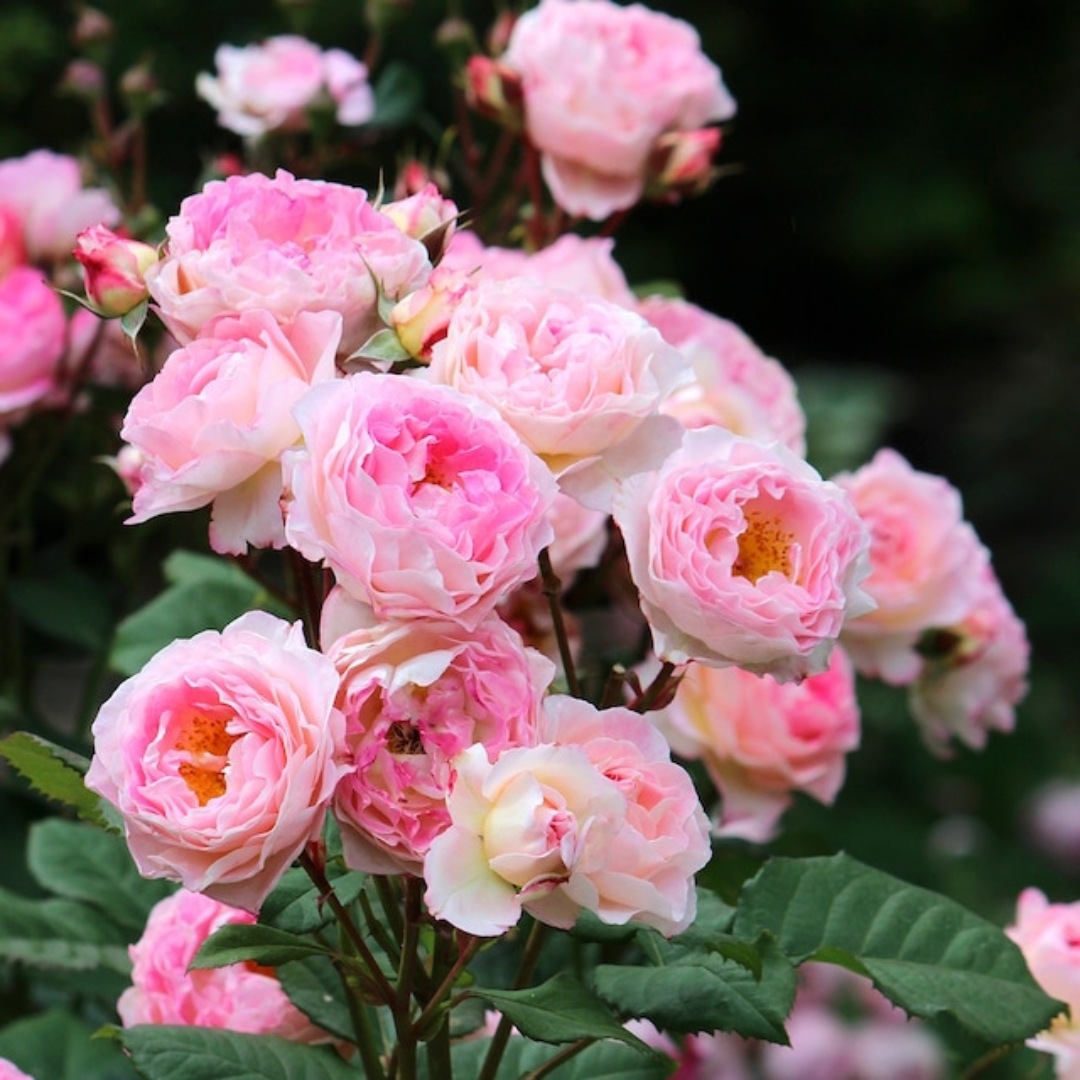 バラ売り可 レアデック 9c5d1f29576b86112f3587e23c12eb