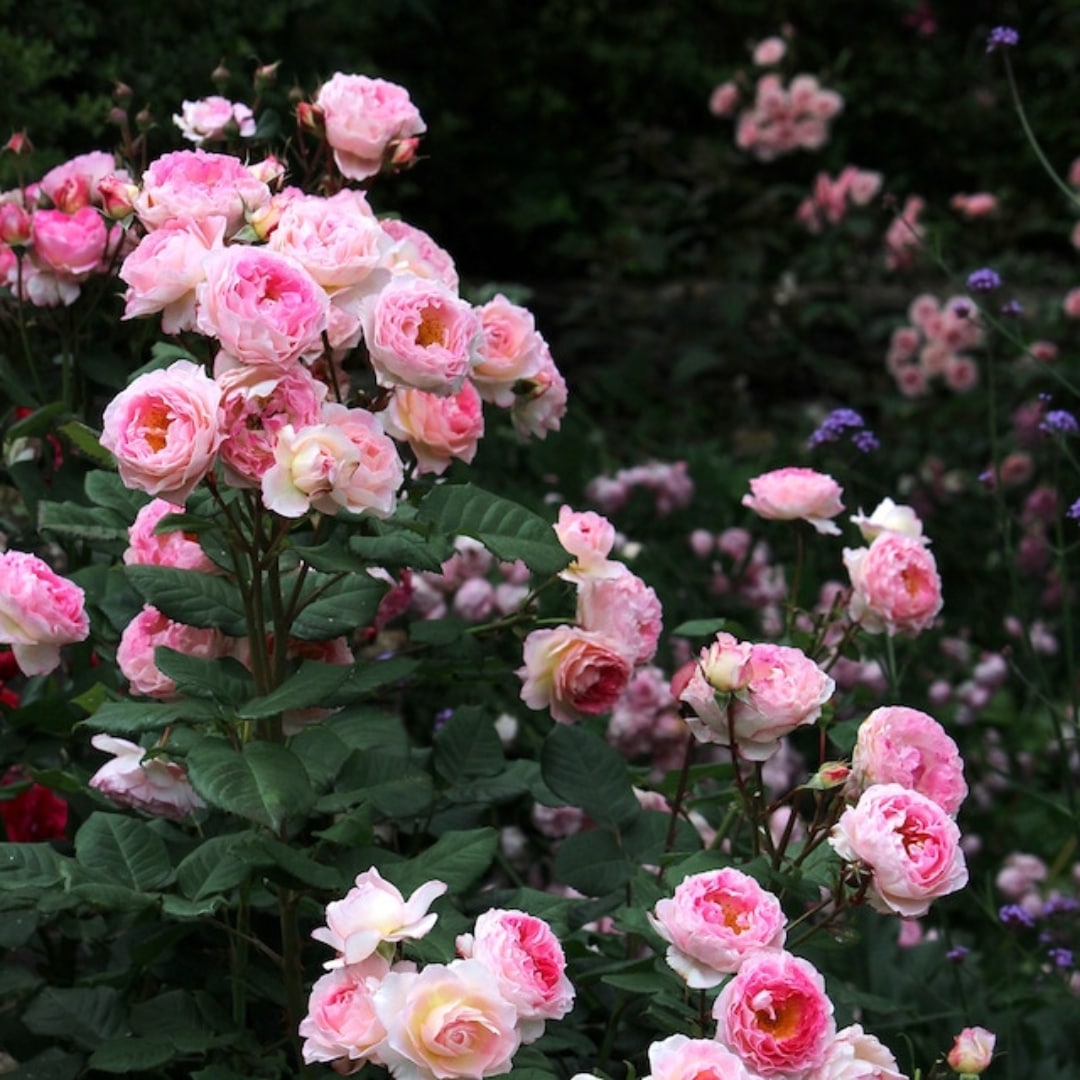 バラ苗 予約大苗 2026 マダム ドゥ スタール Madame de Stael 国産