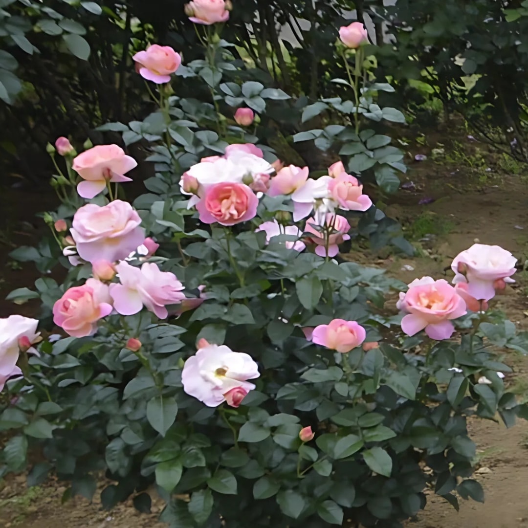 バラ苗 予約新苗 2026 ドルンブルガー シュロスローズ Dornburger