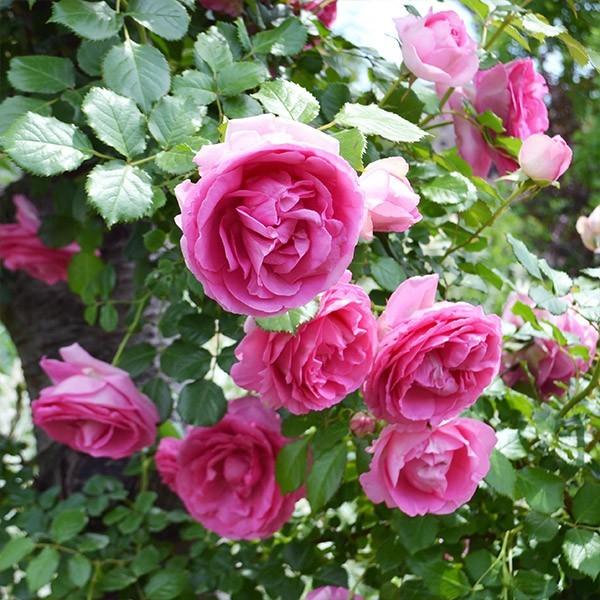 バラ苗 長尺苗 ル ポール ロマンティーク 国産ノイバラ台木使用 | 長尺