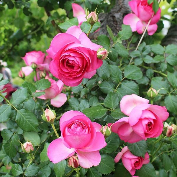 バラ苗 長尺苗 ル ポール ロマンティーク 国産ノイバラ台木使用 | 長尺