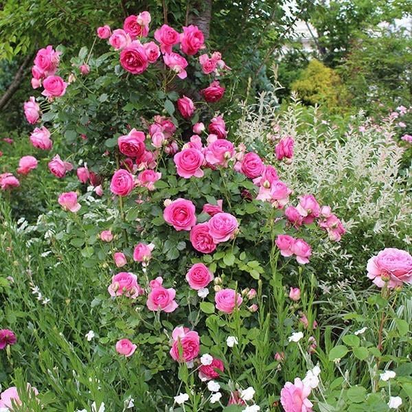 バラ苗 長尺苗 ル ポール ロマンティーク 国産ノイバラ台木使用 | 長尺