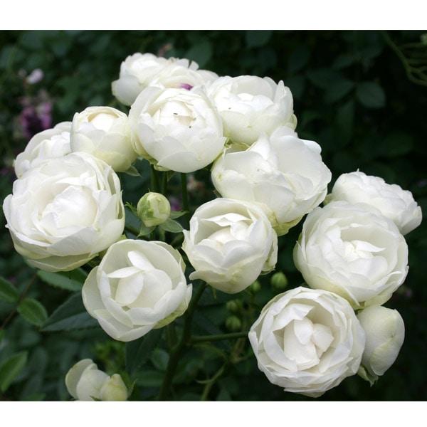 コアデ アクスタ ダブル 薔薇 ローズ 冬コミ C95 アクリル ディックコスター「スタンダードローズ大苗・軸高120cm・全体樹高140