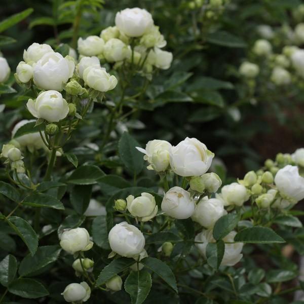 コアデ アクスタ ダブル 薔薇 ローズ 冬コミ C95 アクリル ディックコスター「スタンダードローズ大苗・軸高120cm・全体樹高140