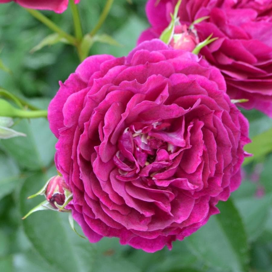 2_000000004406.jpg?1753158140