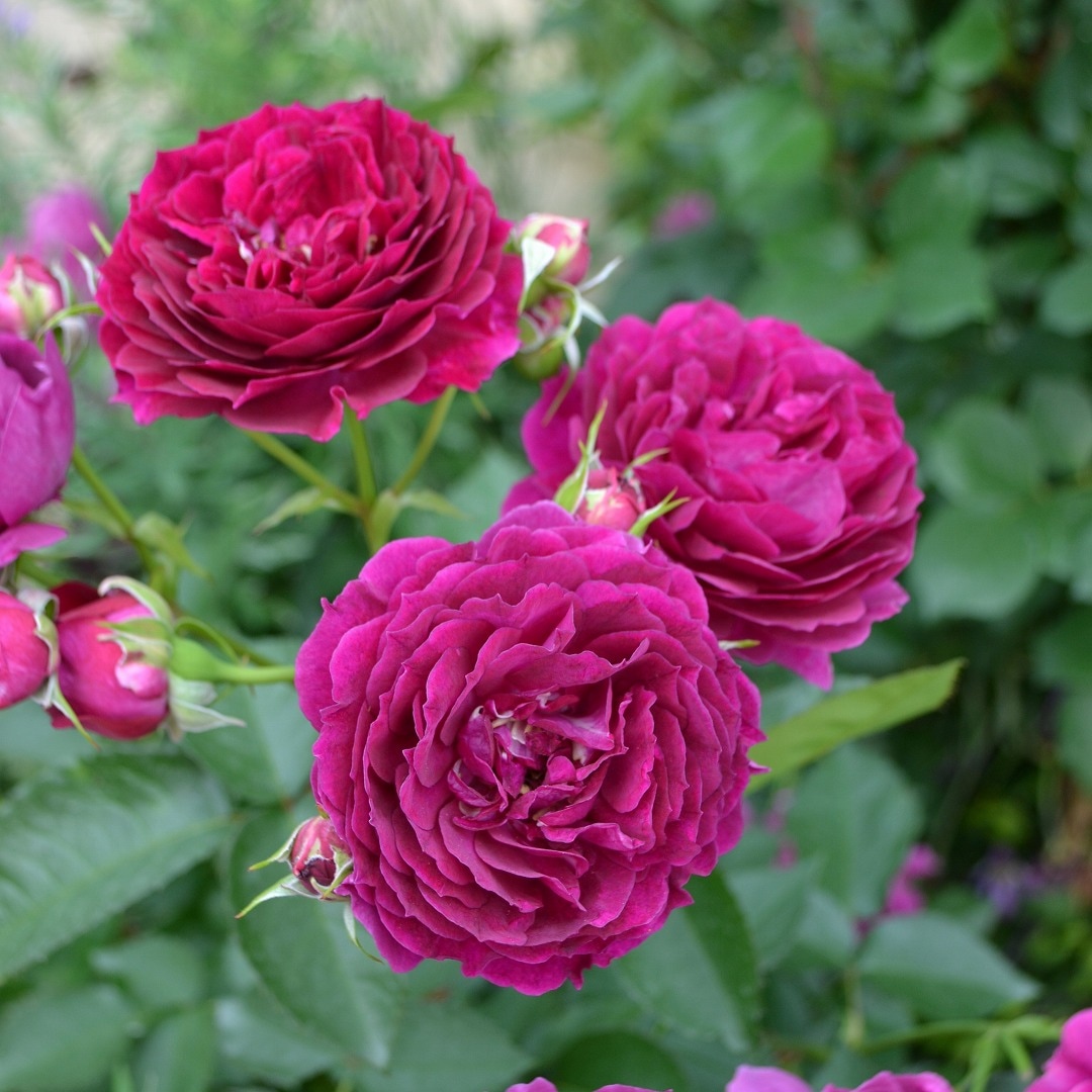 バラ苗 予約大苗 2026 パーシヴァル Perceval 国産ノイバラ台木使用