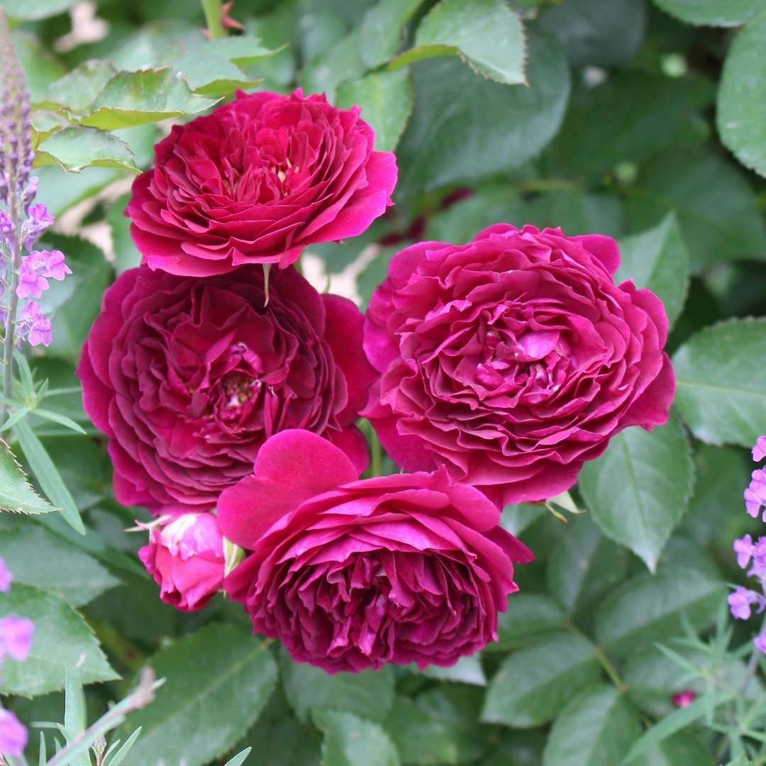 バラ苗 予約大苗 2026 パーシヴァル Perceval 国産ノイバラ台木使用