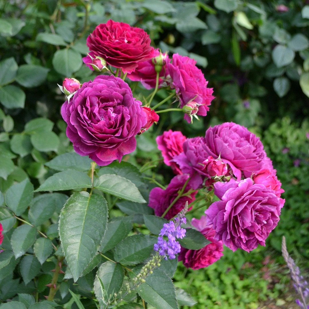 バラ売り バラ苗 予約大苗 2026 パーシヴァル Perceval 国産ノイバラ台木使用