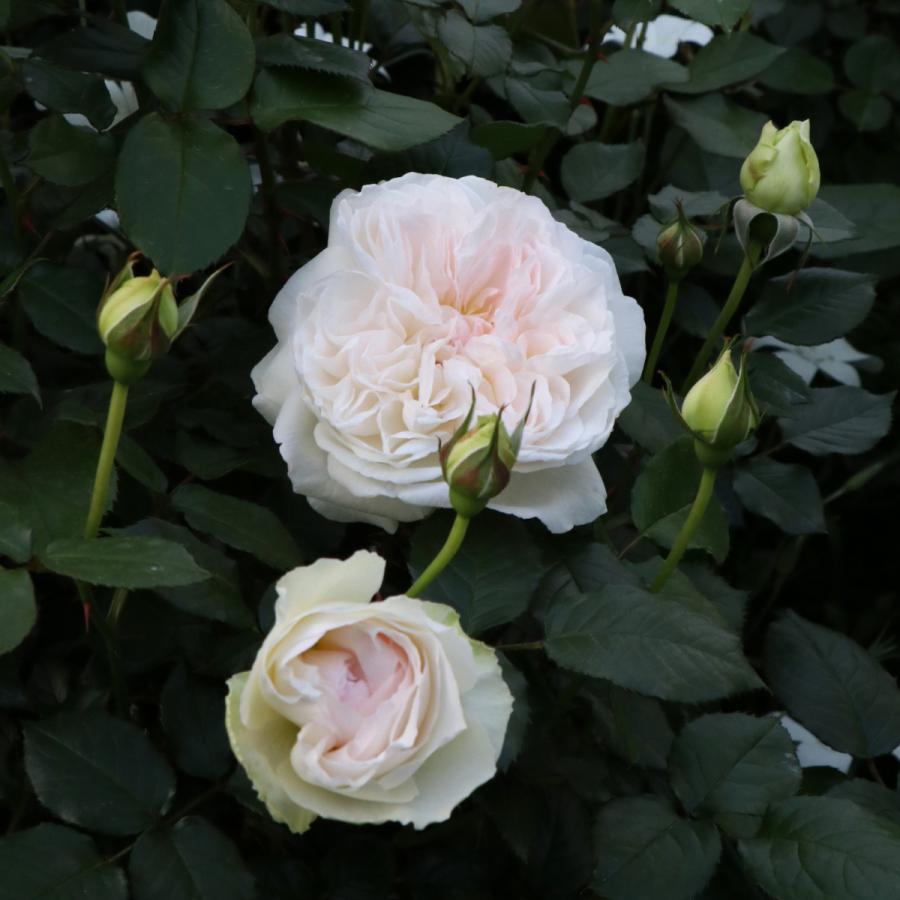 バラ苗 予約大苗 2026 ボレロ Bolero 国産ノイバラ台木使用 | 予約大苗