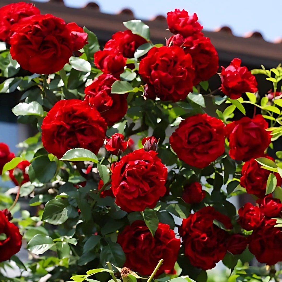 バラ苗 長尺苗 オリーブ 国産ノイバラ台木使用 | 長尺苗(ロング苗