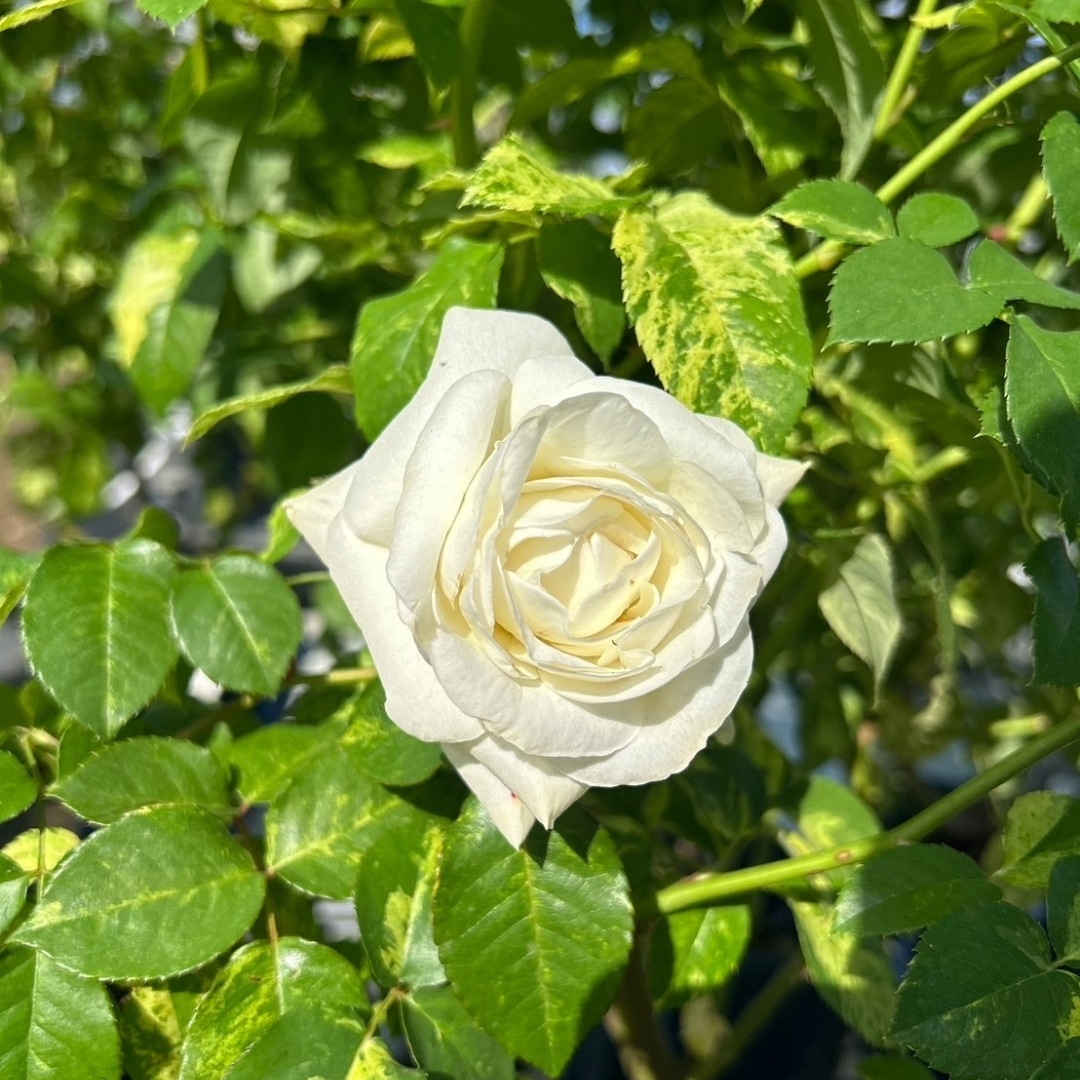 バラ苗 予約大苗 2026 ファースト フロスト first frost 国産ノイバラ