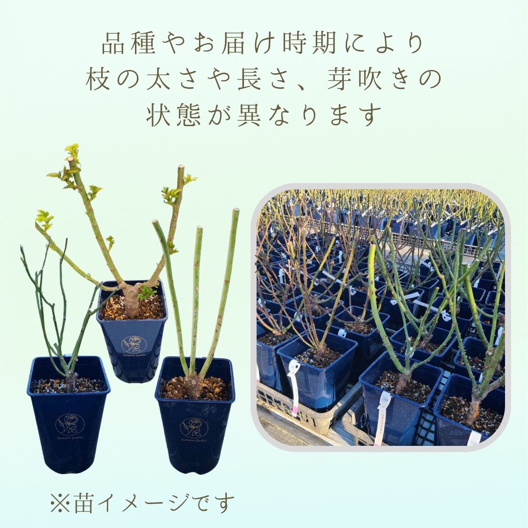 バラ苗 予約大苗 2026 ファースト フロスト first frost 国産ノイバラ