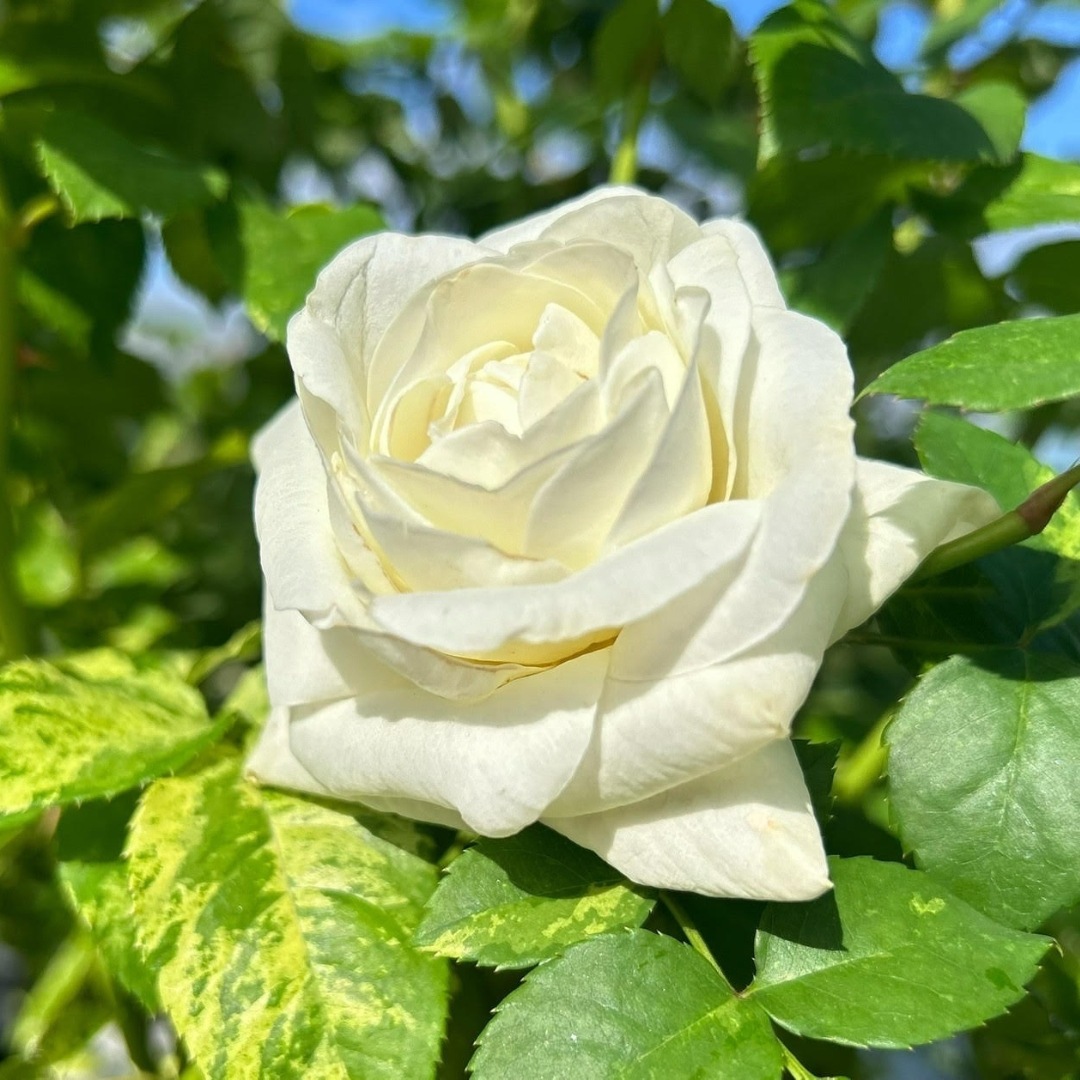 バラ苗 予約大苗 2026 ファースト フロスト first frost 国産ノイバラ