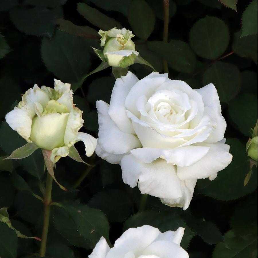 バラ苗 大苗 2026 ヨハネ パウロ Ⅱ世 Pope John PaulⅡ 国産ノイバラ