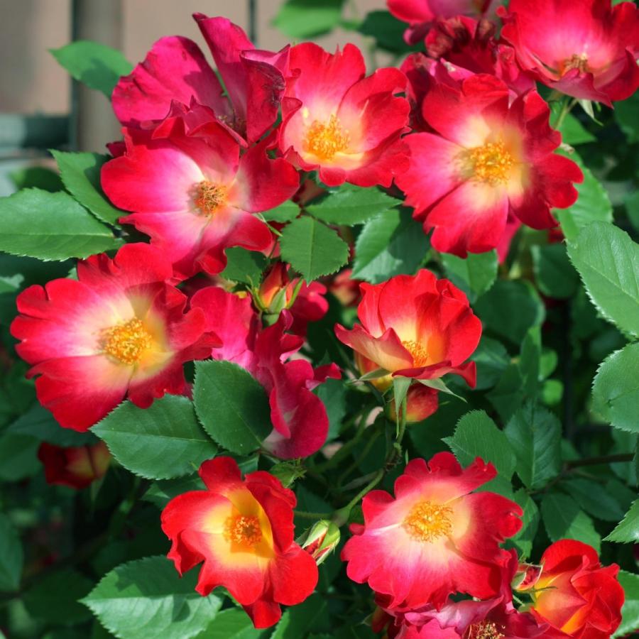 1_000000004707.jpg?1755145405