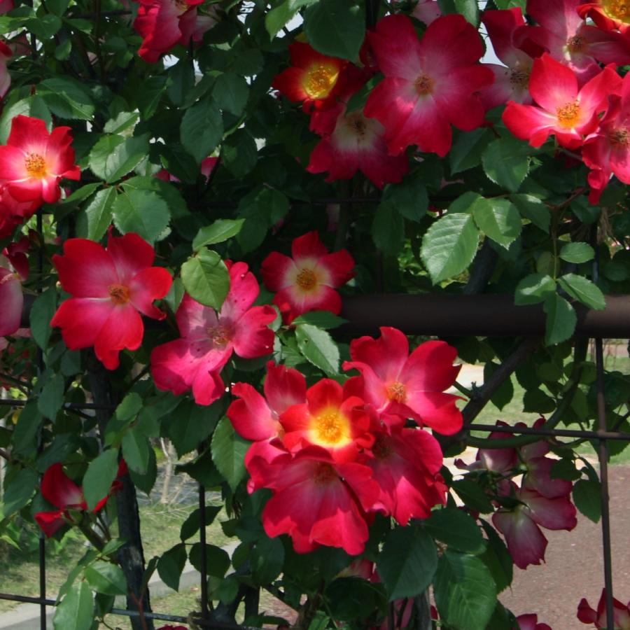 バラ苗 予約新苗 2026 カクテル 国産ノイバラ台木使用 | 予約新苗 2026