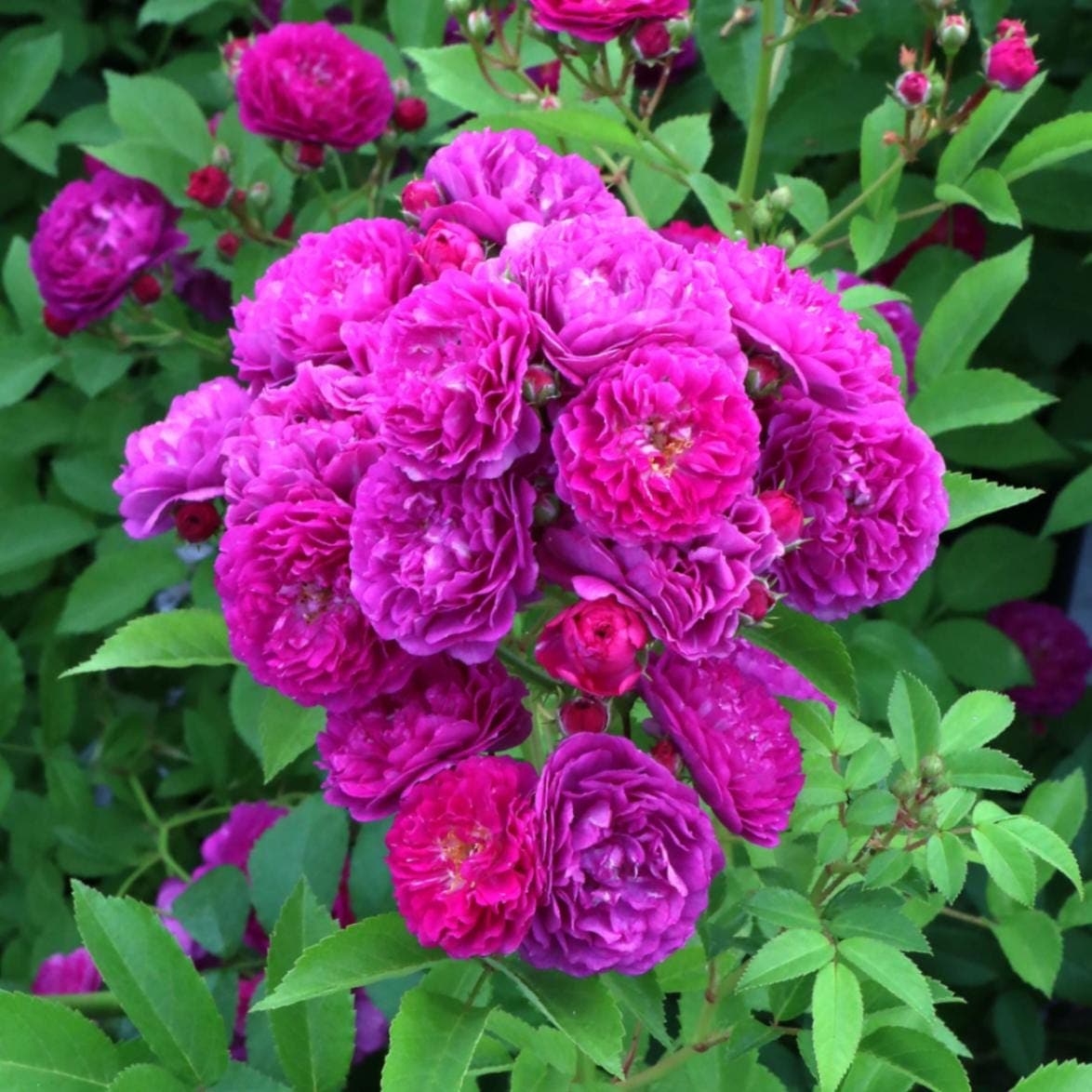 バラ苗 予約大苗 2026 マミーローズ 国産ノイバラ台木使用 | 予約大苗