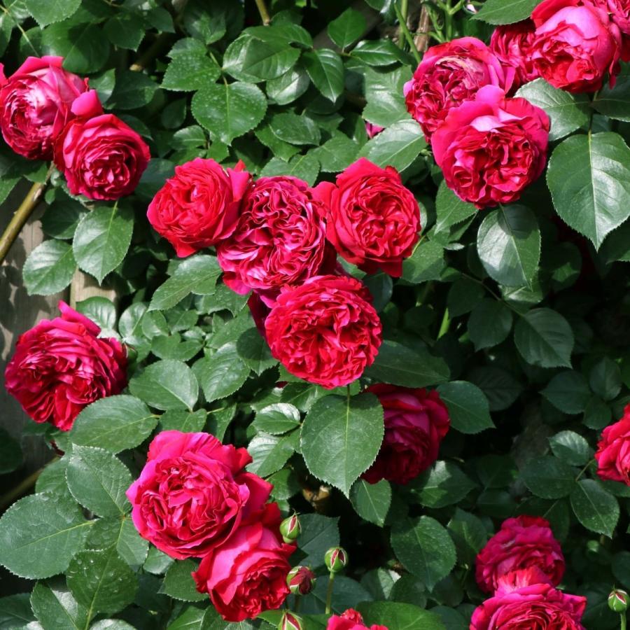 バラ苗 予約大苗 2026 ルージュ ピエール ドゥ ロンサール Rouge