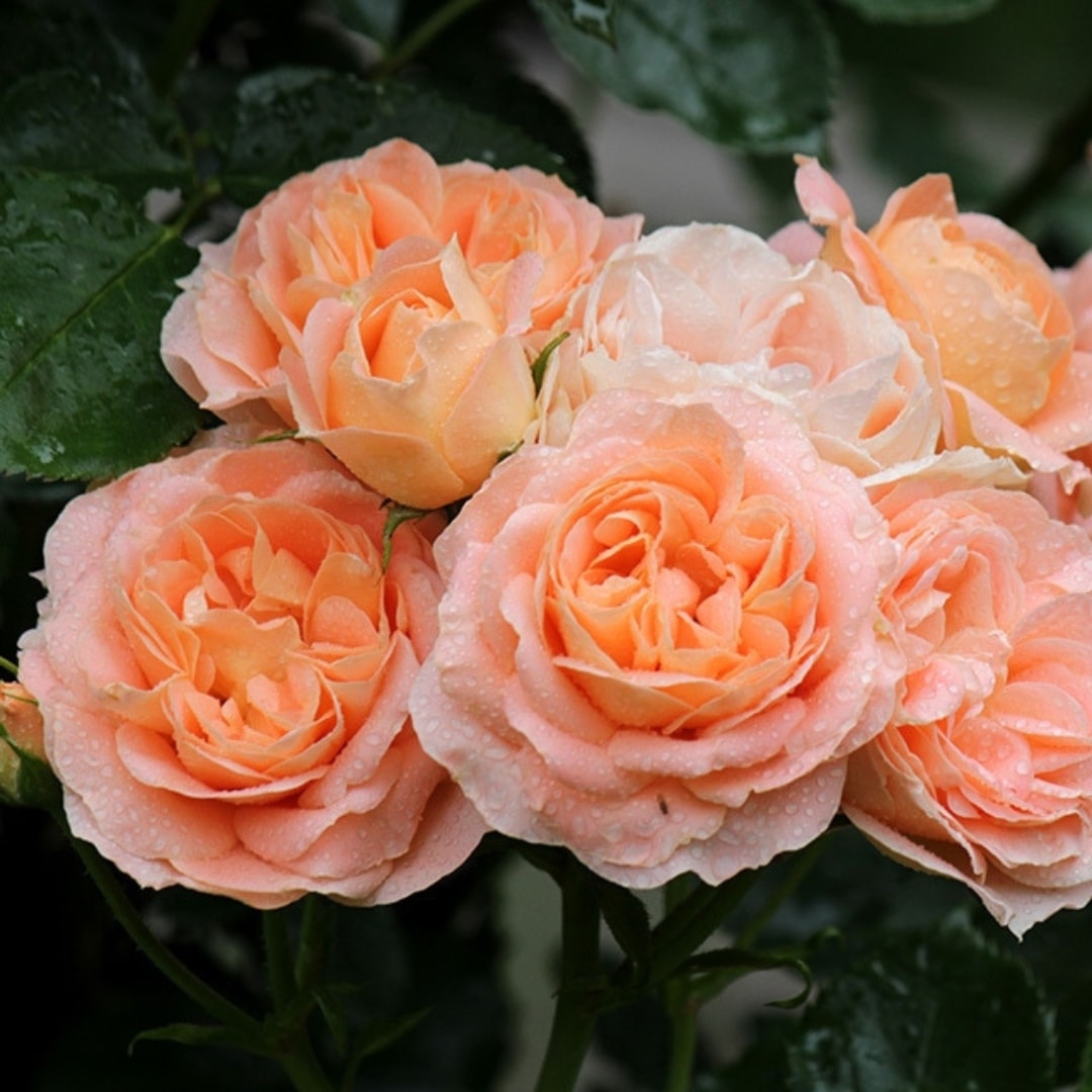 1_000000004608.jpg?1753764606