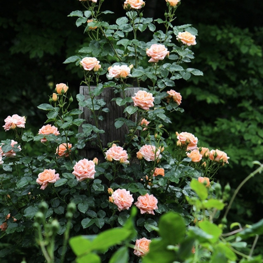 バラ苗 予約大苗 2026 サマー ドリーム Summer Dream 国産ノイバラ台木