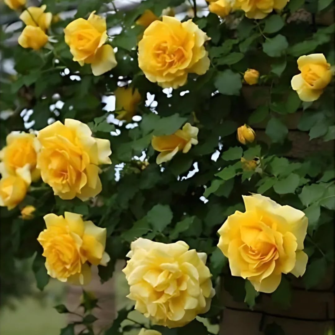 バラ苗 予約新苗 2026 つる ゴールド バニー Gold BunnyClimbing