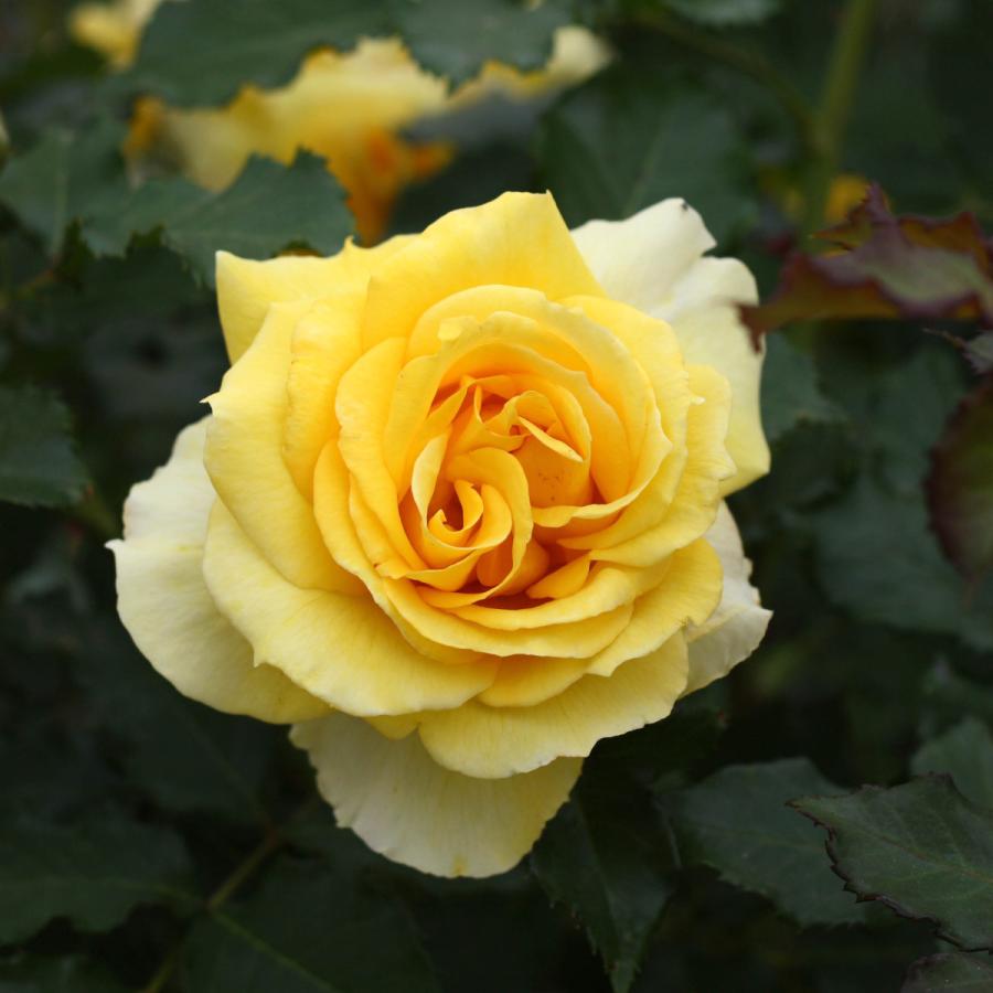 PFL パニーニ 引退 バラ売り PFL パニーニ 引退 バラ売り