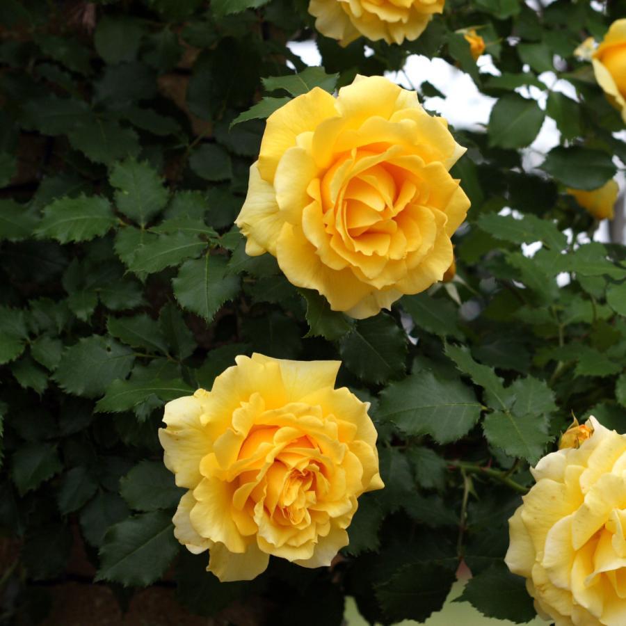 和バラニ苗 バラの苗｜タキイネット通販【公式】