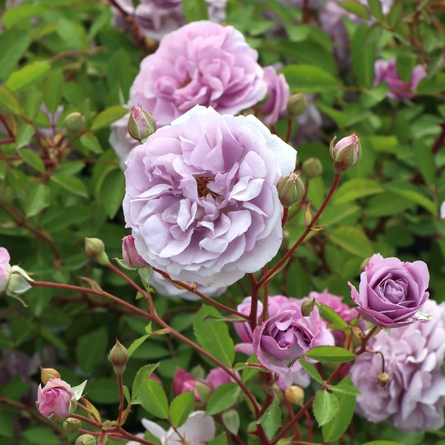 バラ苗 予約大苗 2026 レイニー ブルー Rainy Blue 国産ノイバラ台木