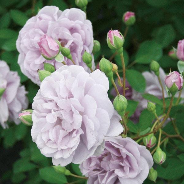 バラ苗 予約大苗 2026 レイニー ブルー Rainy Blue 国産ノイバラ台木