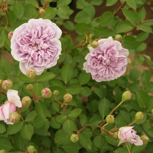 バラ苗 予約大苗 2026 レイニー ブルー Rainy Blue 国産ノイバラ台木